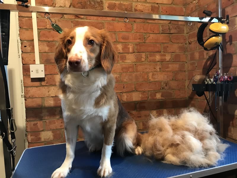 A brown-and-white spaniel sitting on a blue grooming table against an exposed brick wall, with a large pile of brushed-out fur beside it
