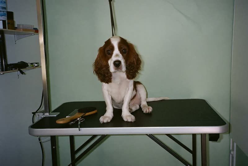 A tidy grooming room corner with a table and brushes on a shelf
