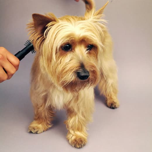 A small dog having its coat brushed